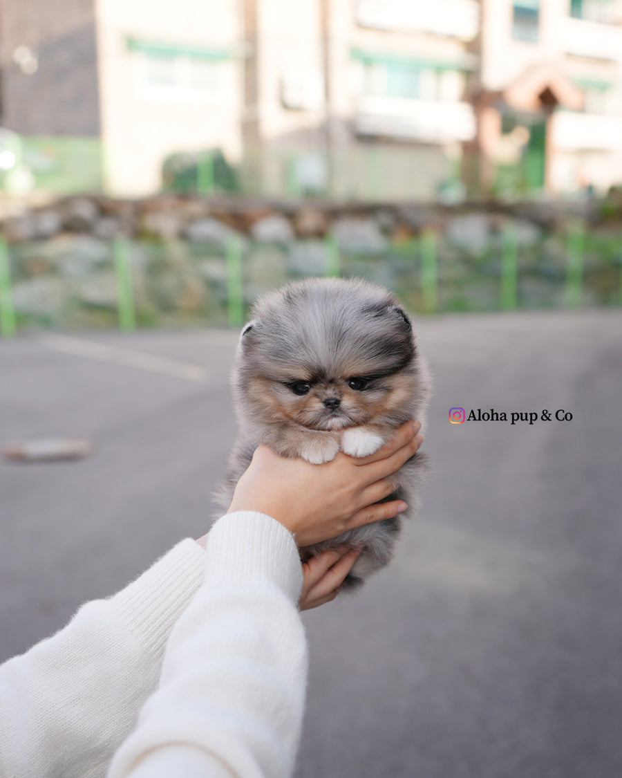 Luc [TEACUP POMERANIAN]