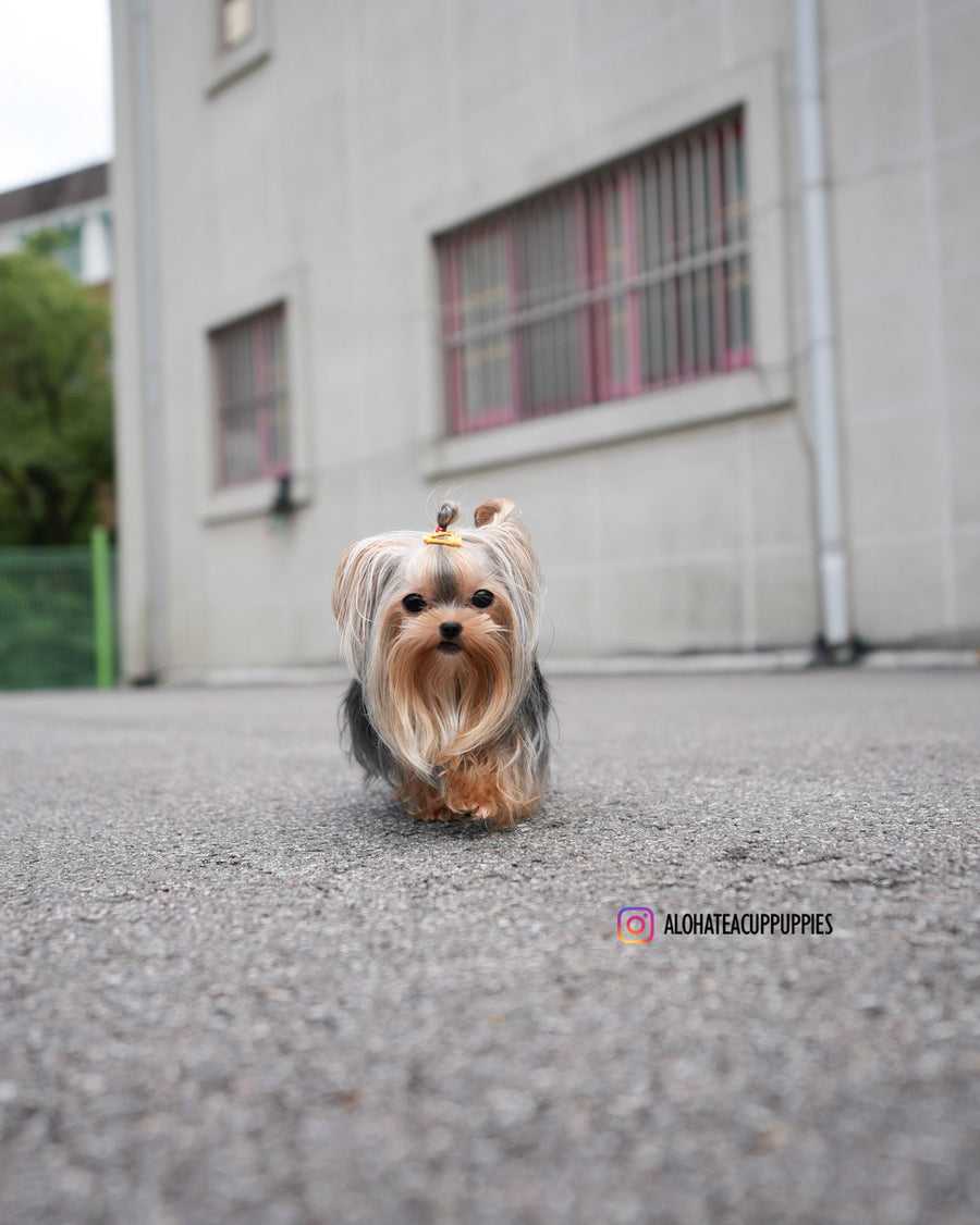 Kong [Micro YORKIE]