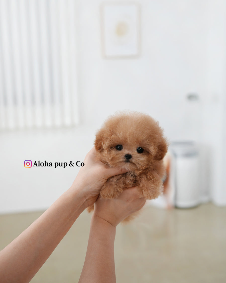 Muffin [TEACUP POODLE]