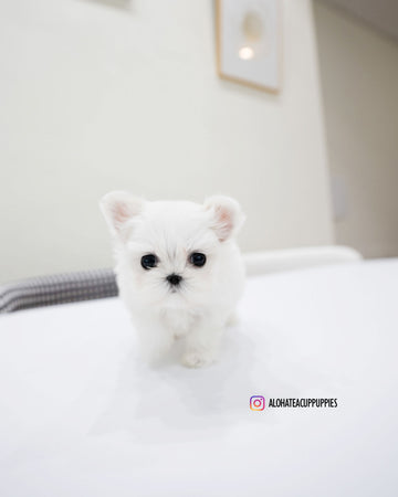 Gian [TEACUP MALTESE]