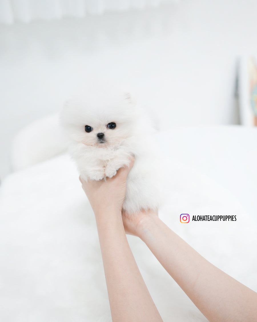 Maru [TEACUP POMERANIAN]