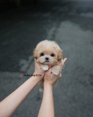 Paco [TEACUP MALTIPOO]