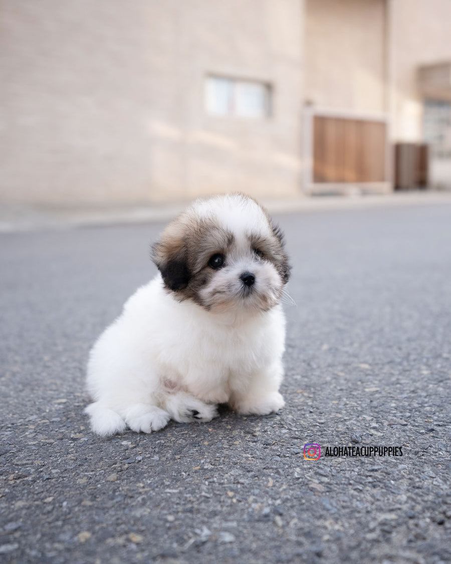 London [Coton de Tulear]