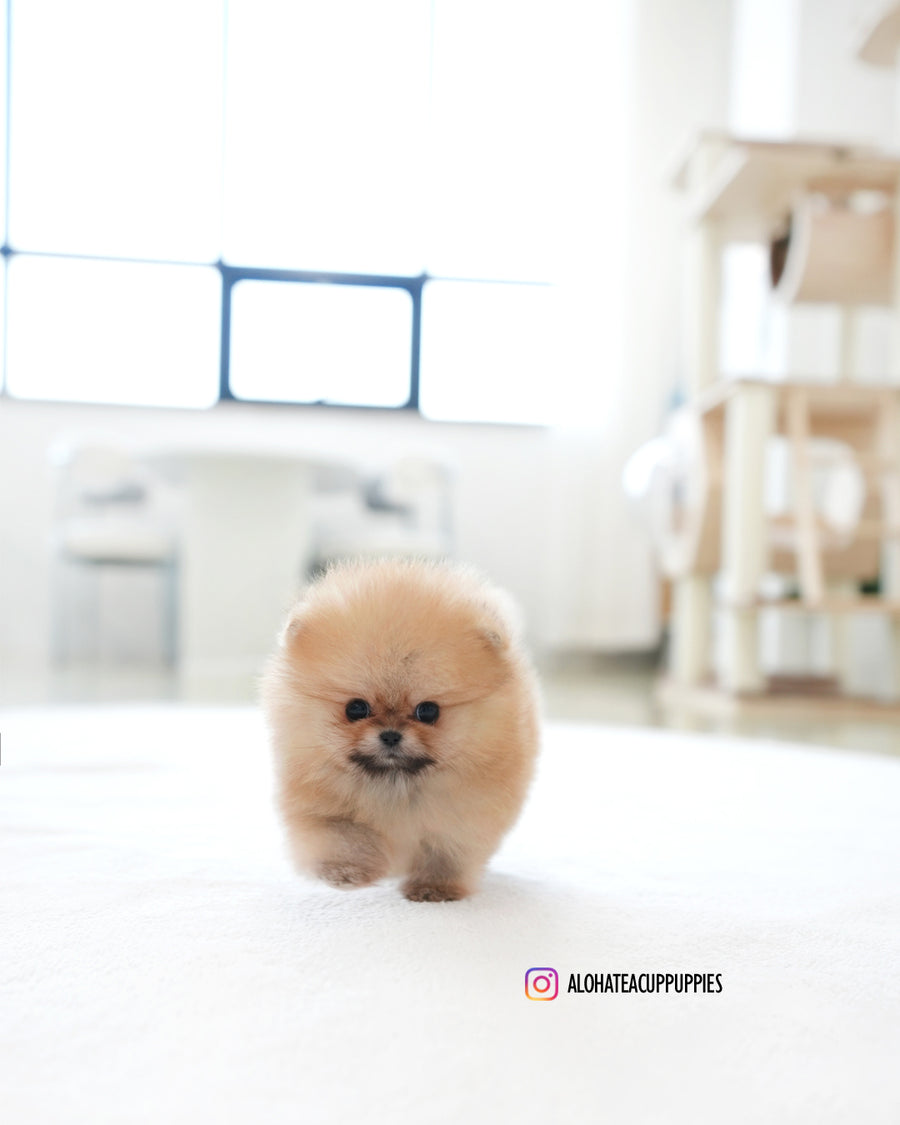 Marco [TEACUP POMERANIAN]