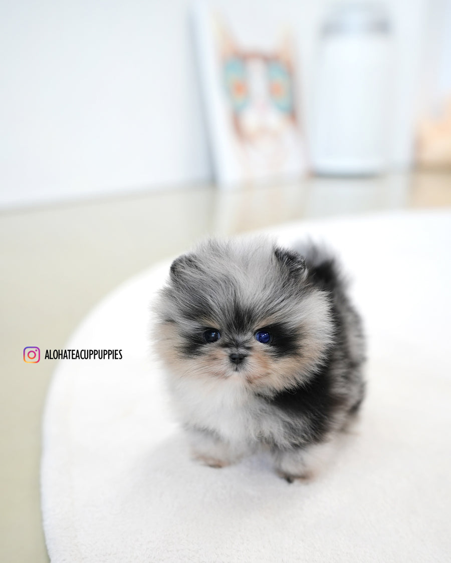 Benny [TEACUP POMERANIAN]