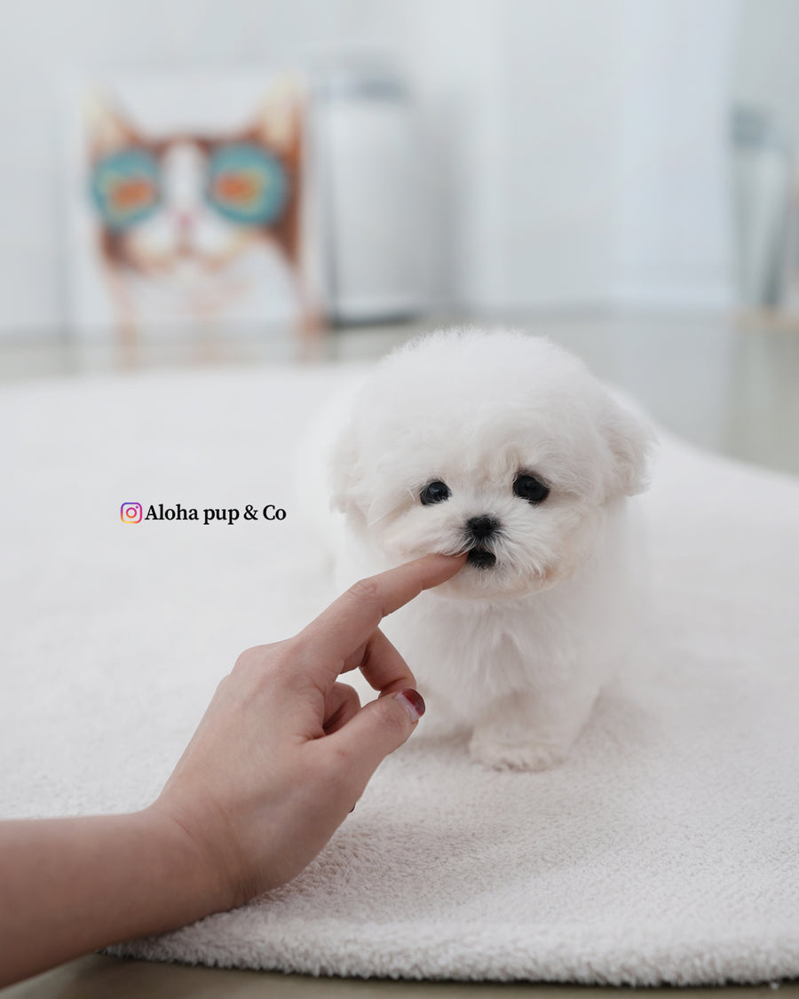 May [TEACUP BICHON]