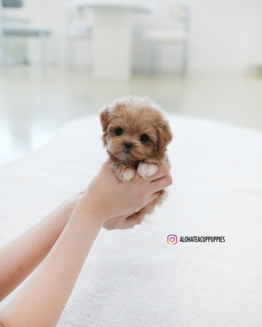 Waffle [TEACUP MALTIPOO]