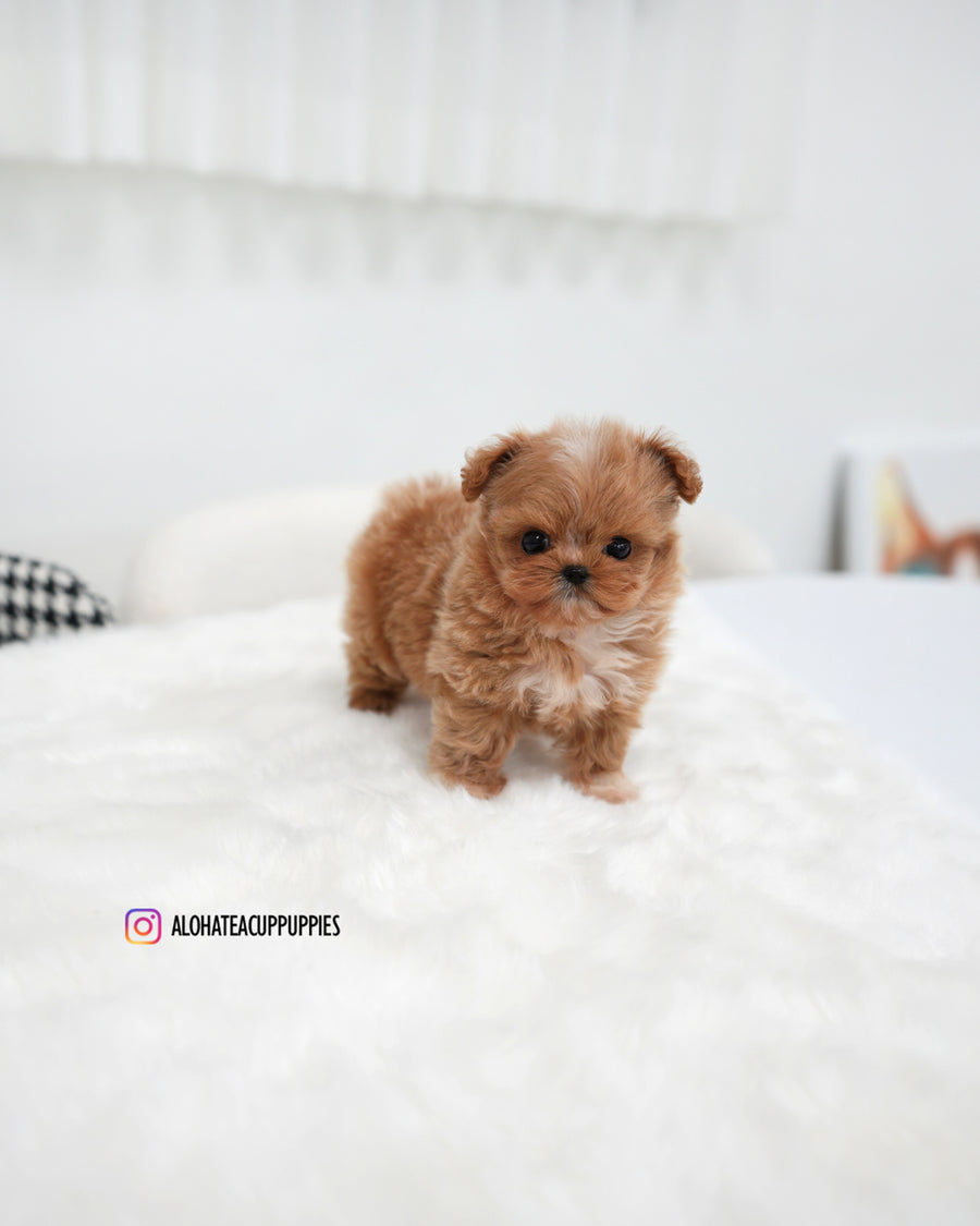 Stacy [TEACUP MALTIPOO]