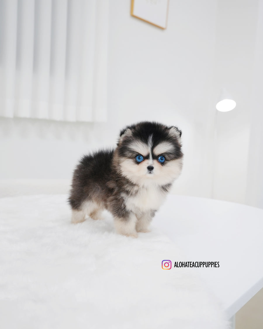 Lala [TEACUP POMSKY]