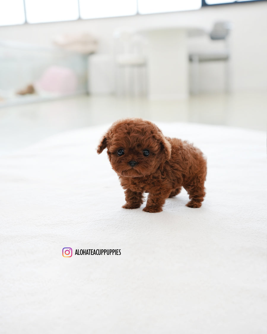 Pepsi [TEACUP POODLE]