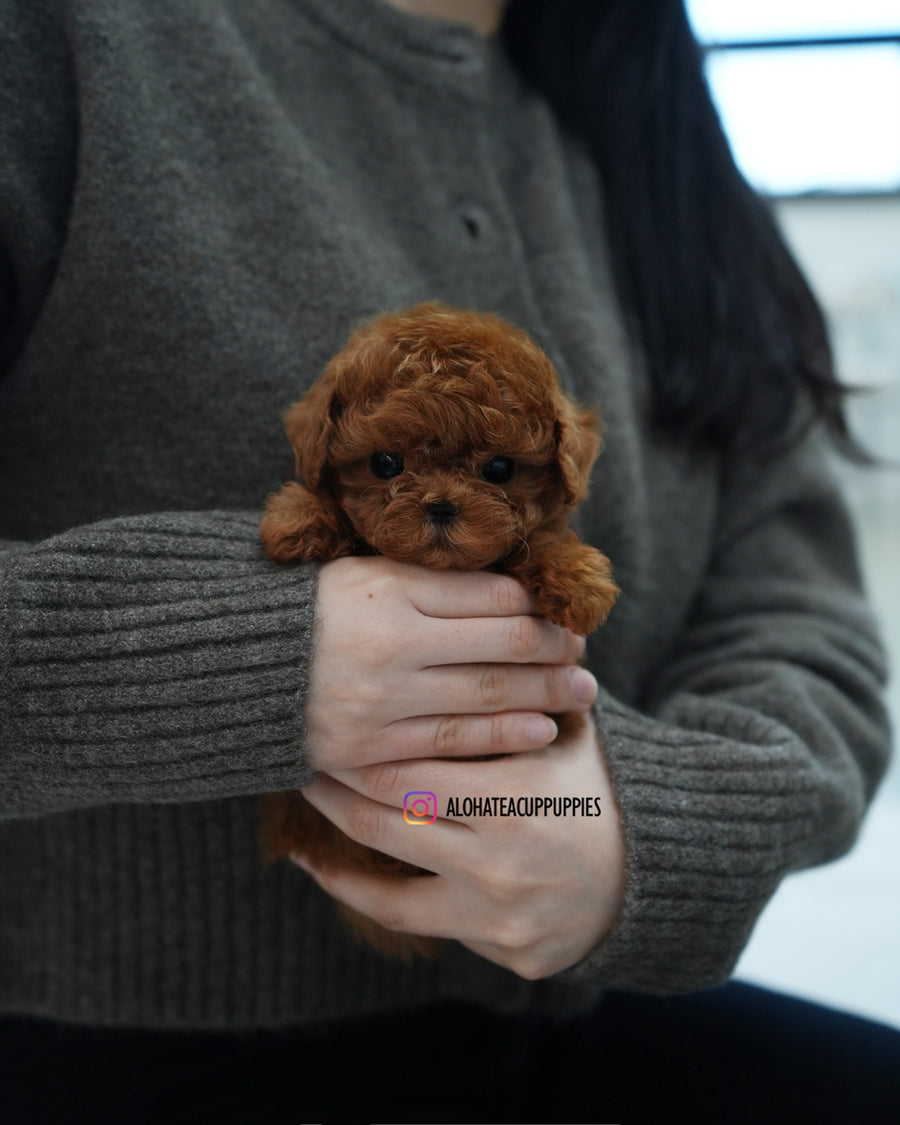 Cookie [TEACUP POODLE]