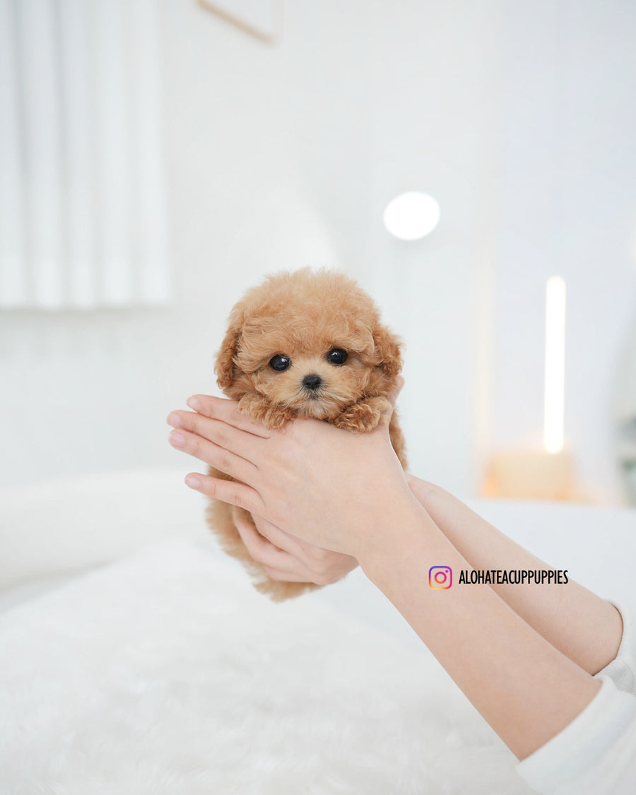 Evelyn [TEACUP POODLE]