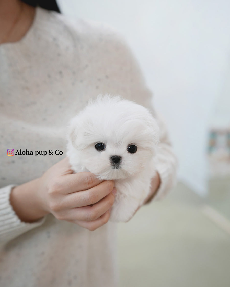 Buzz [TEACUP MALTESE]