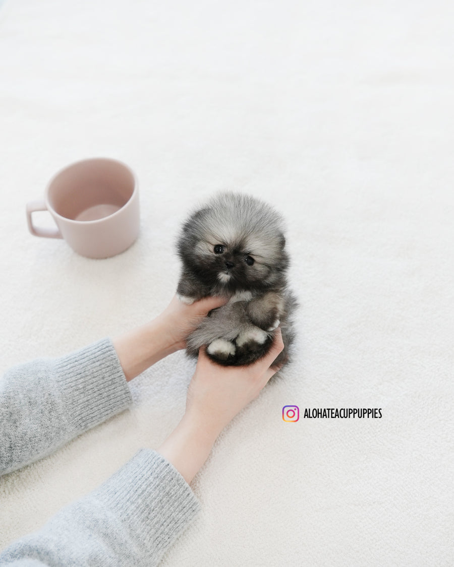 Bulgari [TEACUP POMERANIAN]