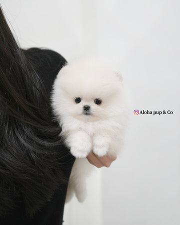 Snowy [TEACUP POMERANIAN]