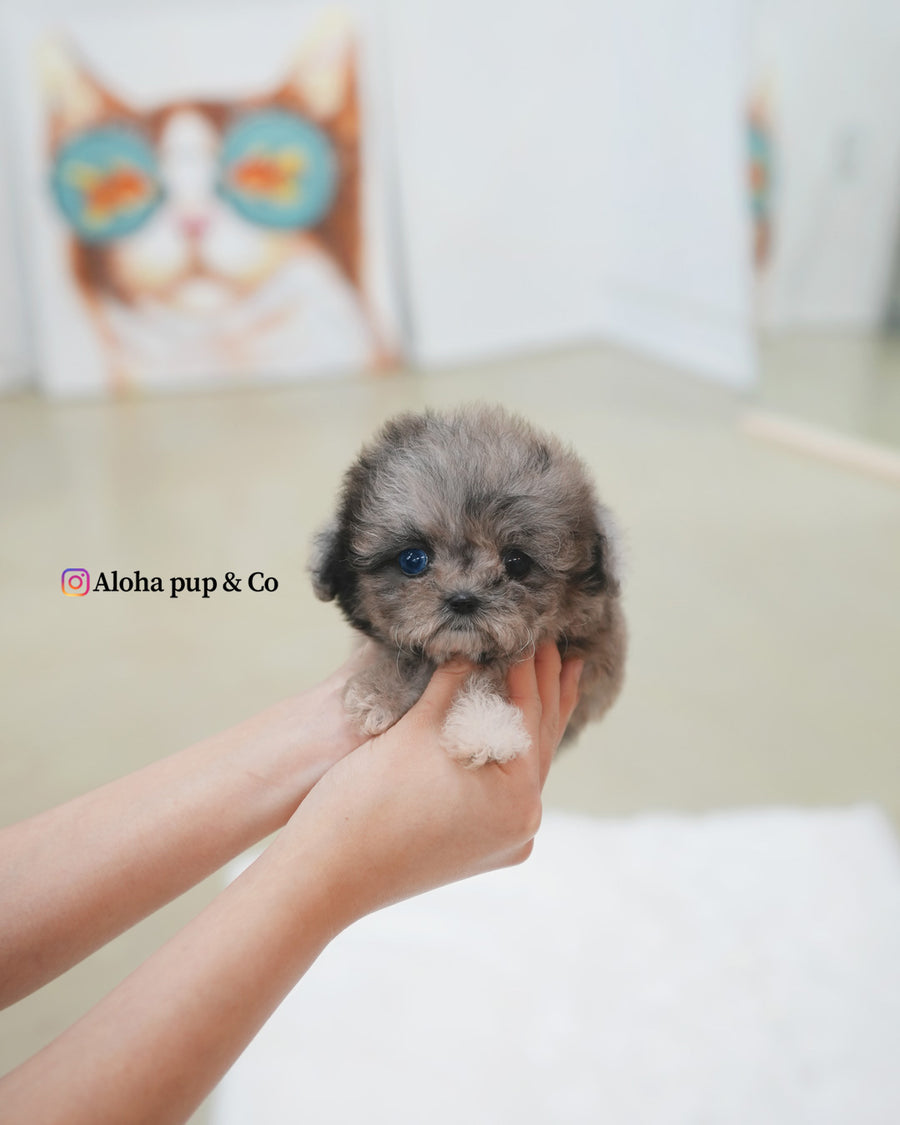 Marine [TEACUP MALTIPOO]