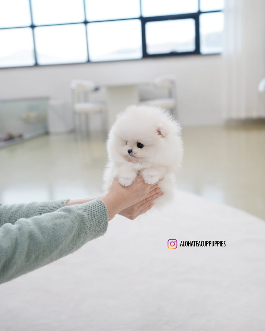 Bianca [TEACUP POMERANIAN]