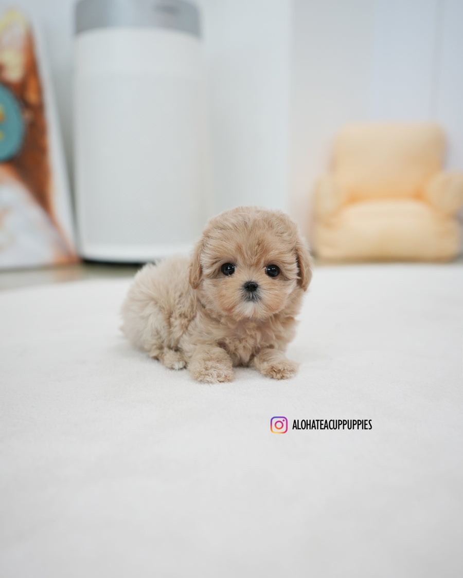 Rose [TEACUP MALTIPOO]