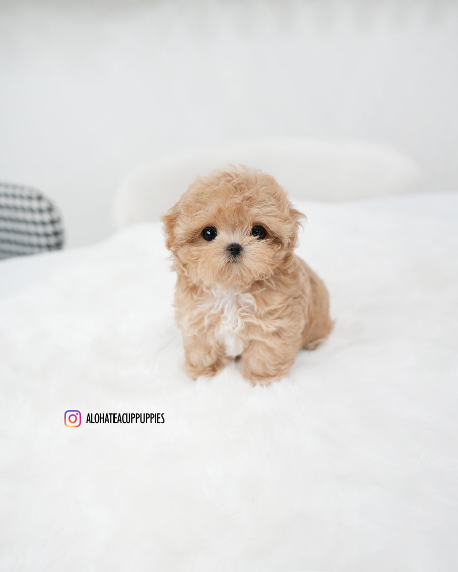 Ebony [TEACUP MALTIPOO]