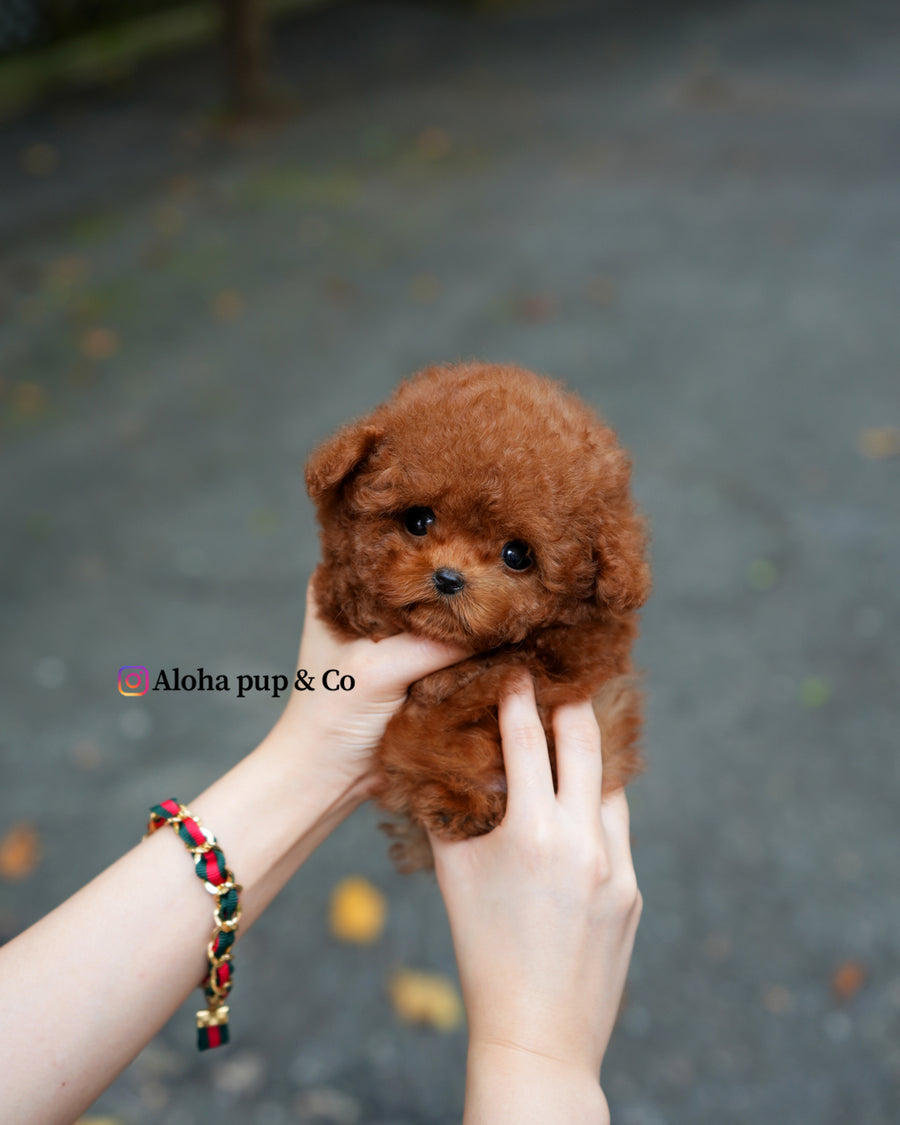 Jules [TEACUP POODLE]