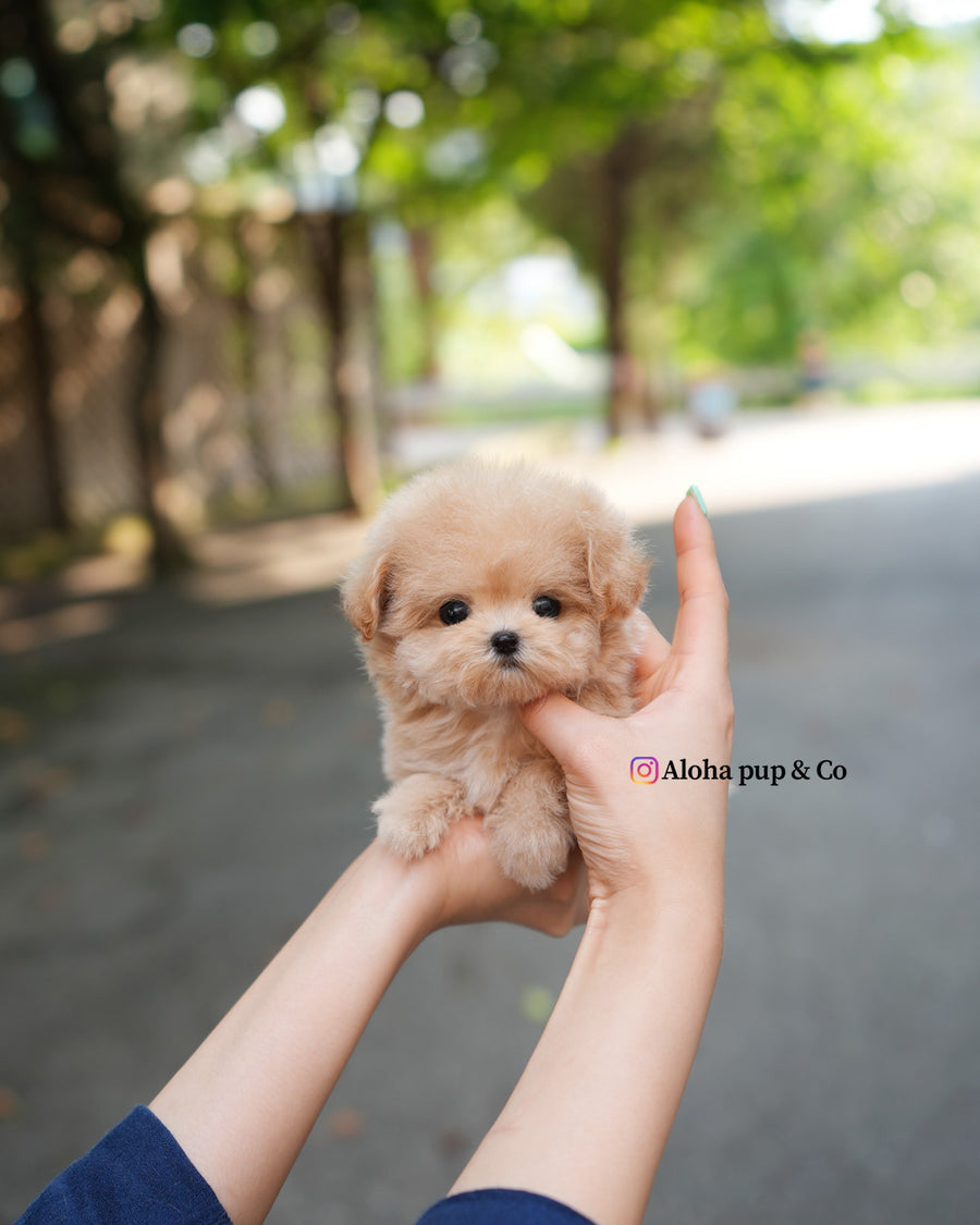 Vera [TEACUP MALTIPOO]