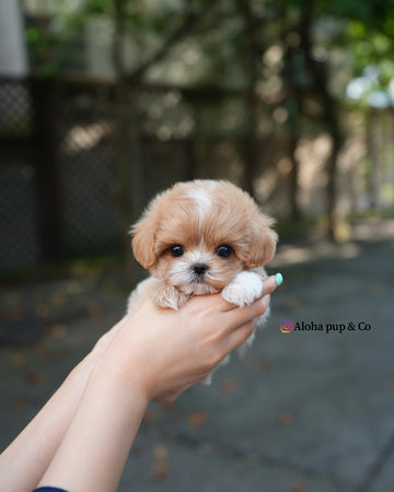 Zeke [TEACUP MALTIPOO]