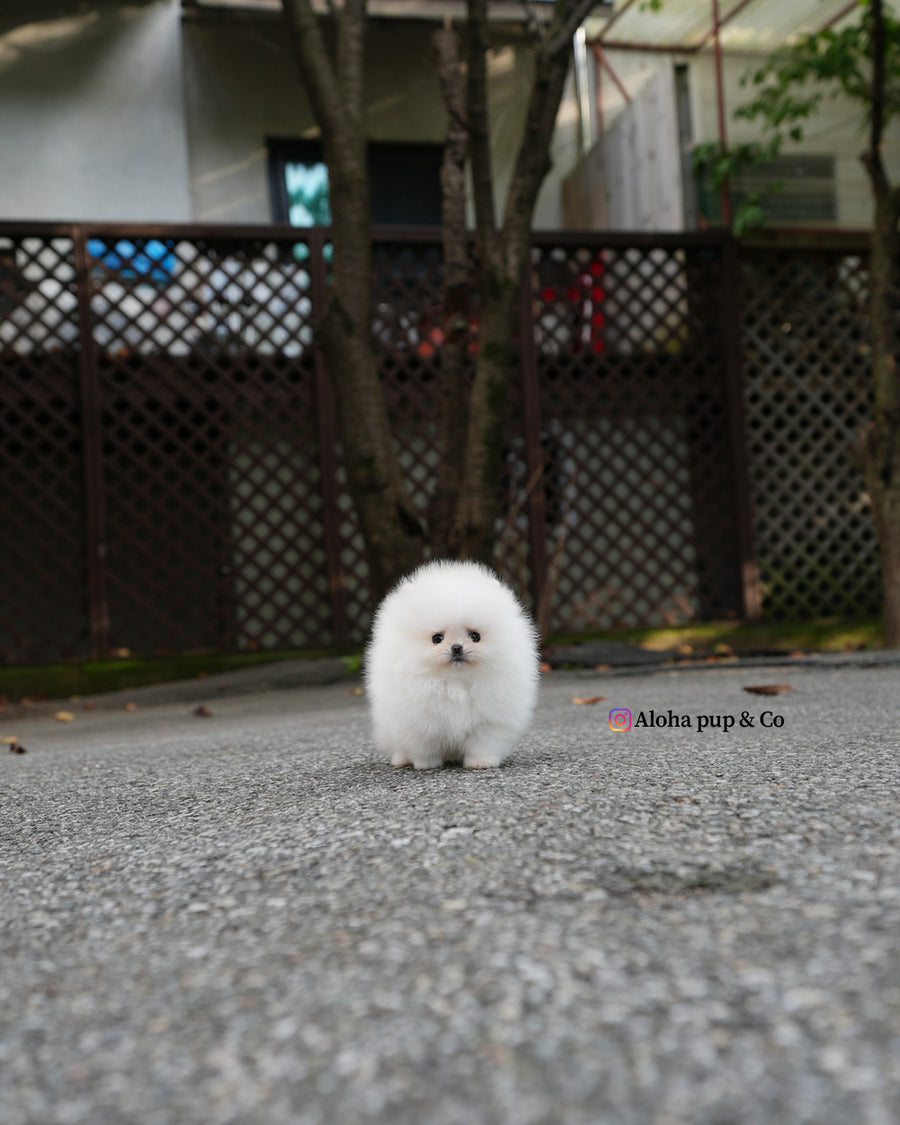 Nora [TEACUP POMERANIAN]