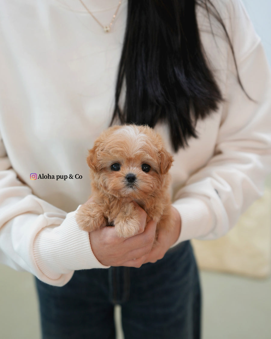 Nori [TEACUP MALTIPOO]