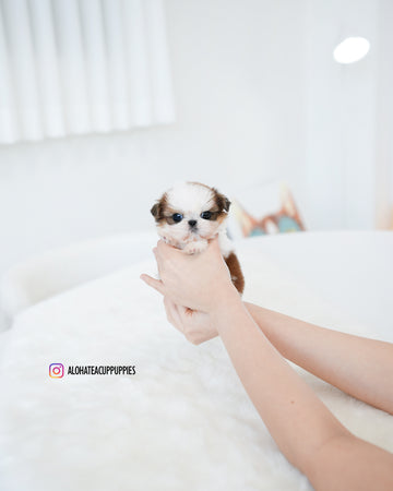 Peach [Teacup SHIHTZU]