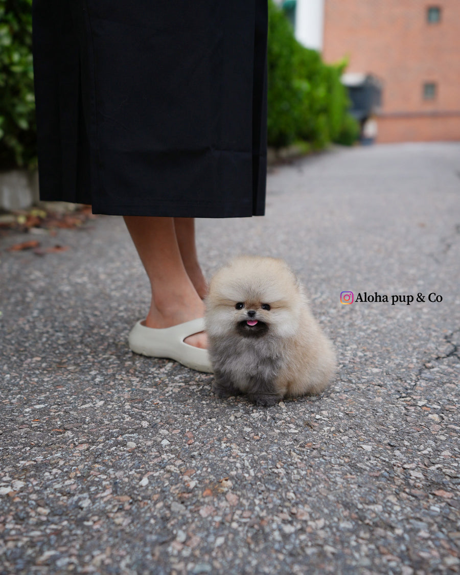 Eto [TEACUP POMERANIAN]
