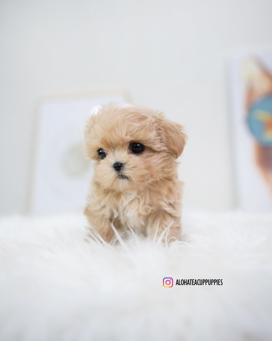 Bijou [TEACUP MALTIPOO]