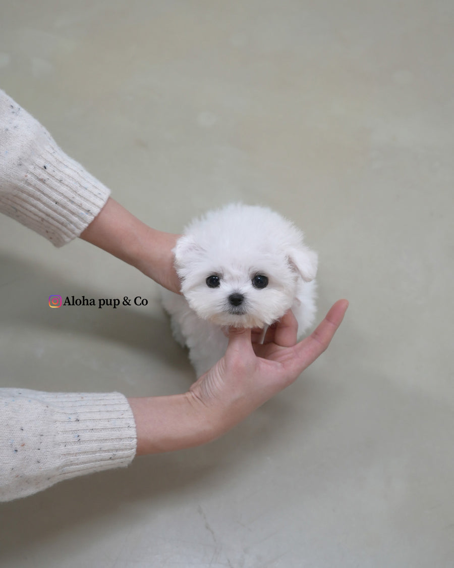 Pippo [TEACUP BICHON]
