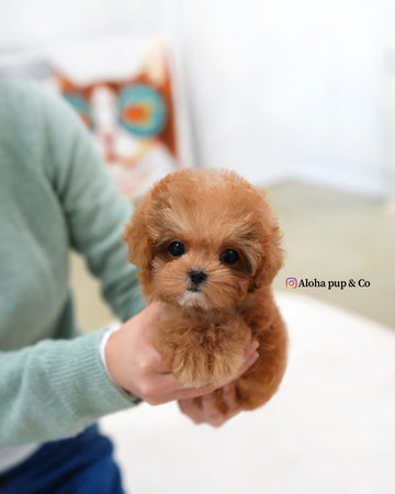 Toby [TEACUP POODLE]