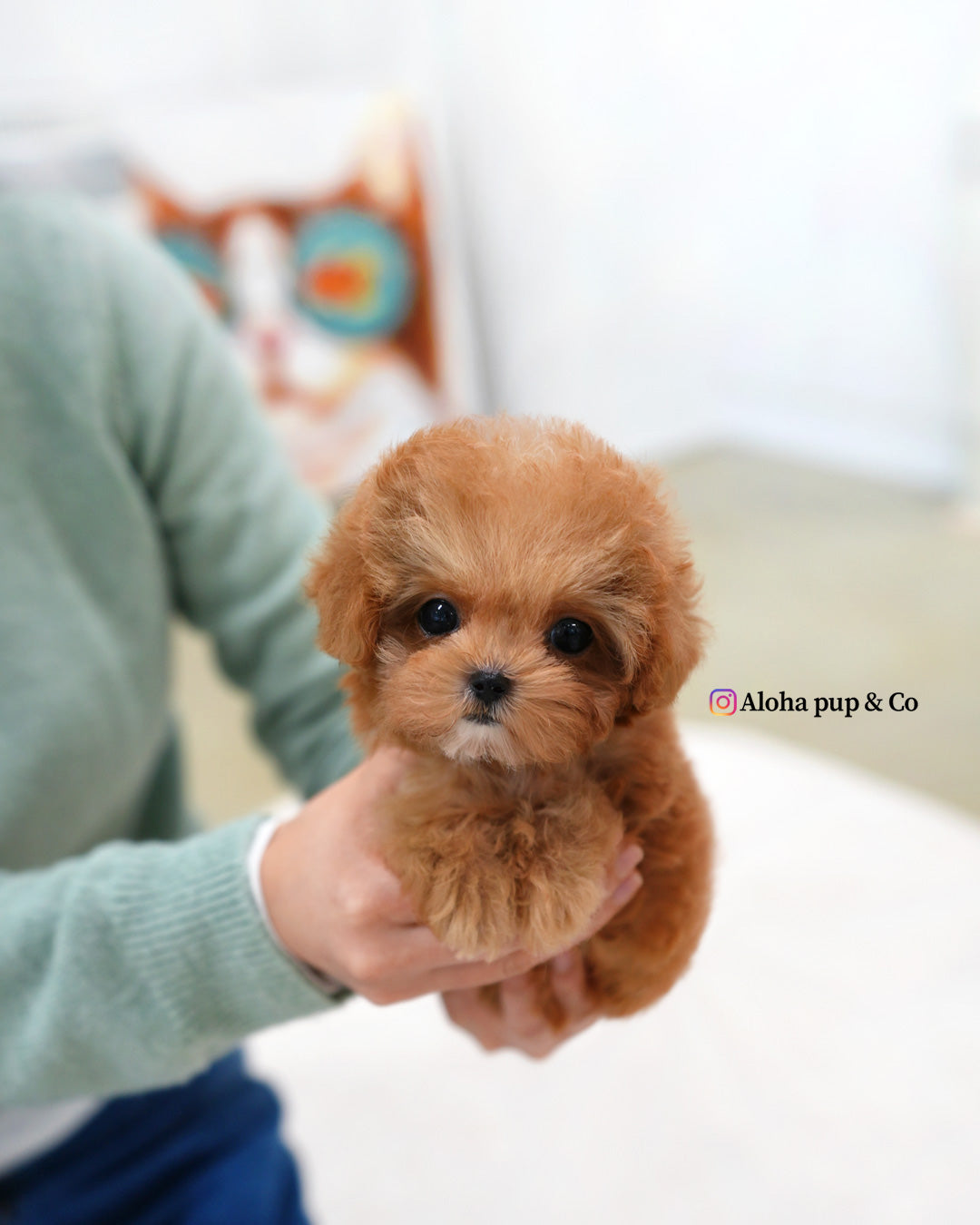 teacup poodle