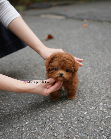 Dan [TEACUP POODLE]