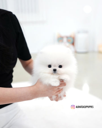 Sienna [TEACUP POMERANIAN]