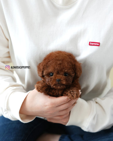 kitkat [TEACUP POODLE]