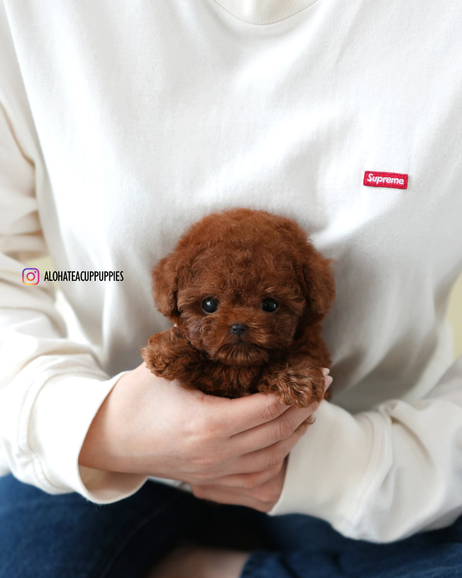 kitkat [TEACUP POODLE]