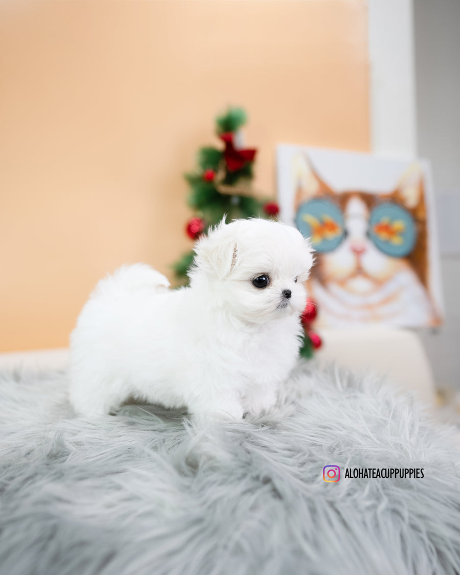 Fia [TEACUP MALTESE]