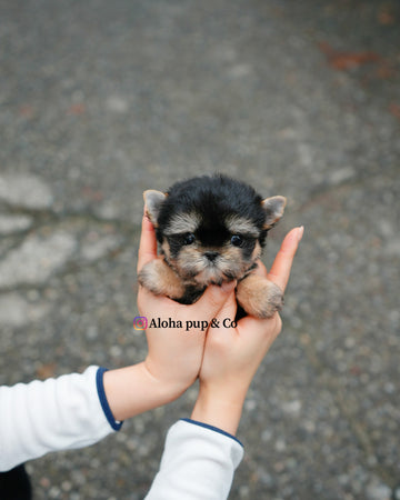 Nini [Teacup YORKIE]