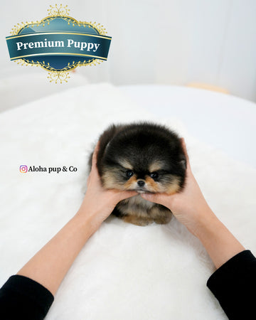 Dolce [TEACUP POMERANIAN]