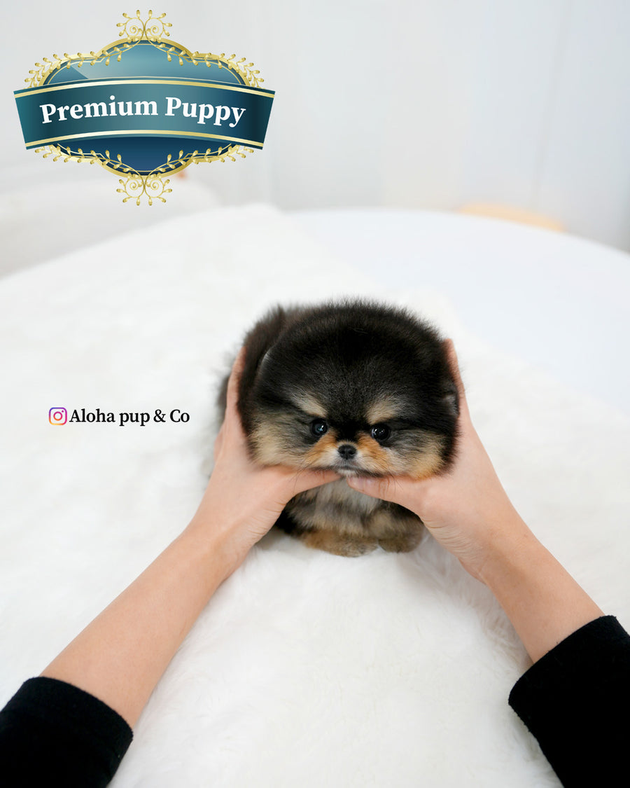 Dolce [TEACUP POMERANIAN]