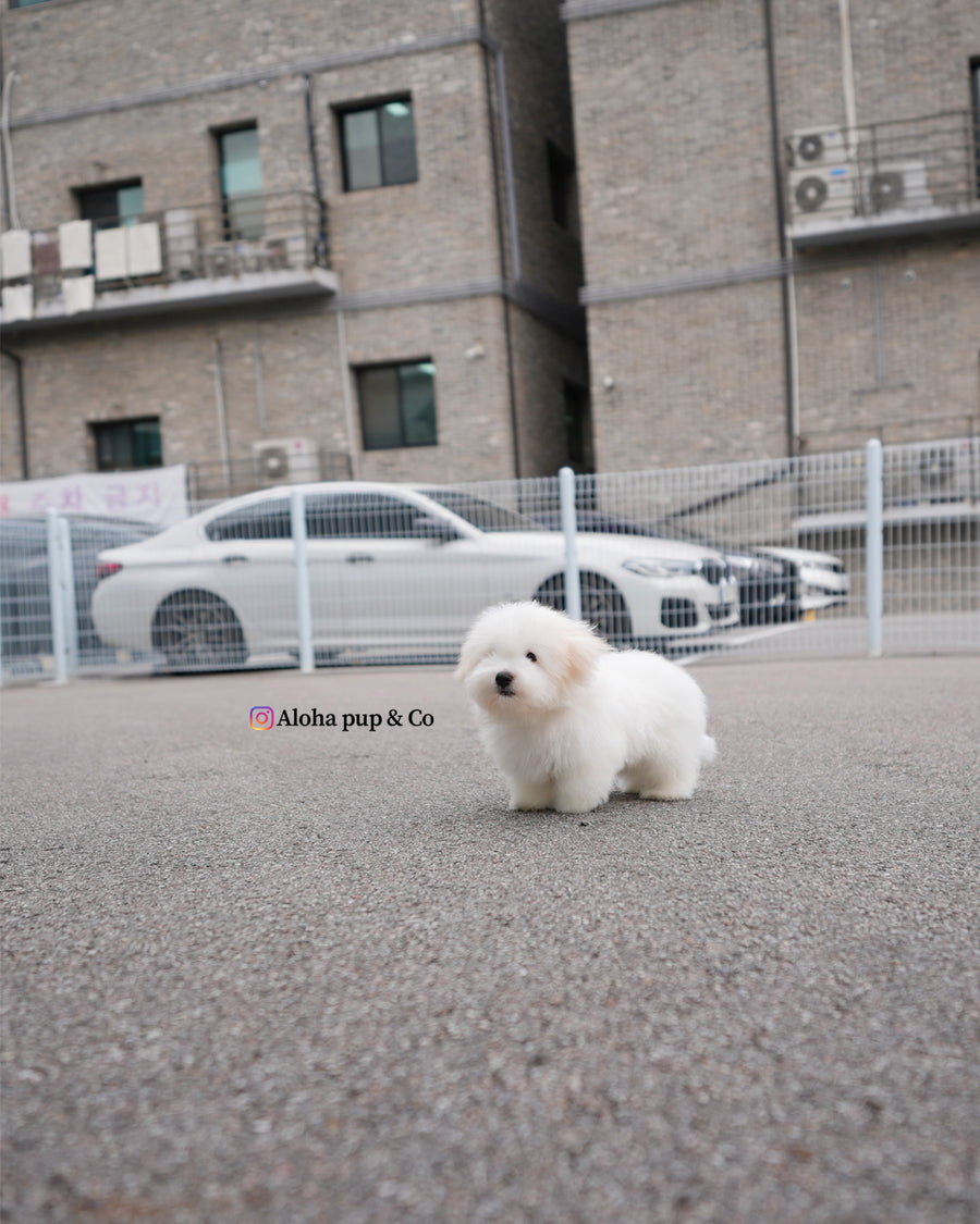 Dubu [Mini Coton de Tulear]