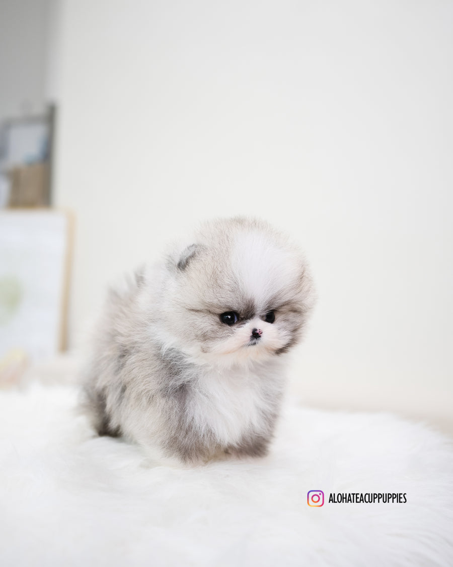 Toby [TEACUP POMERANIAN]