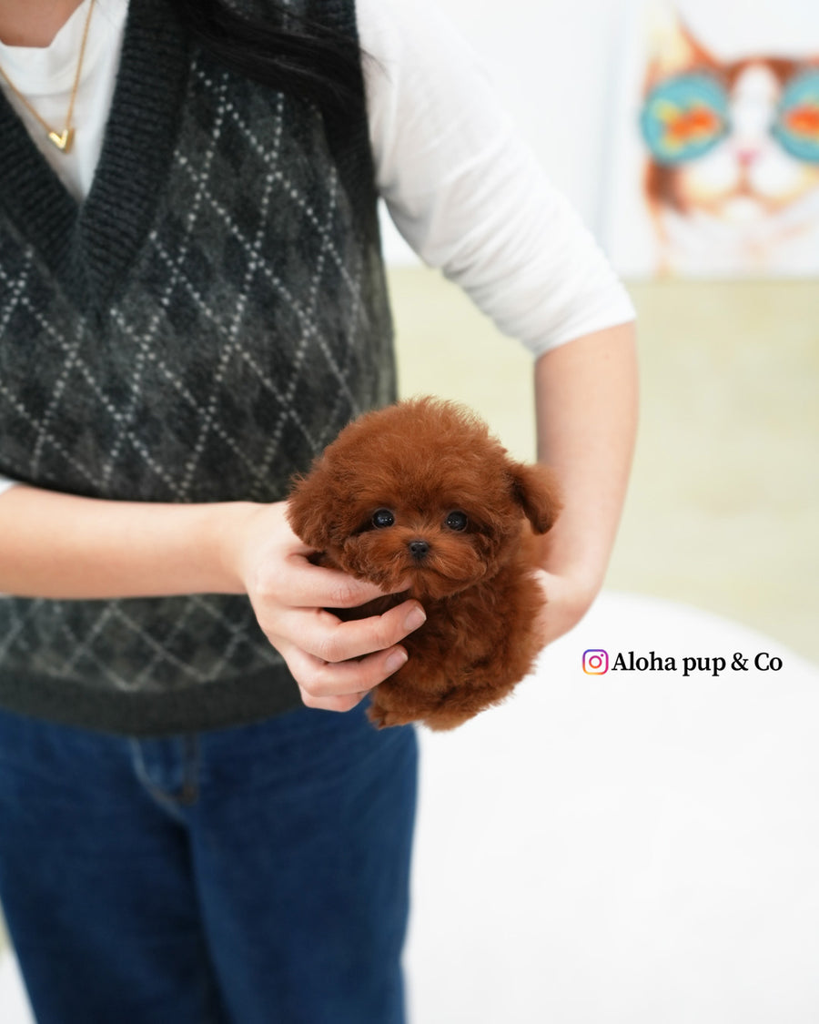 Jerry [TEACUP POODLE]