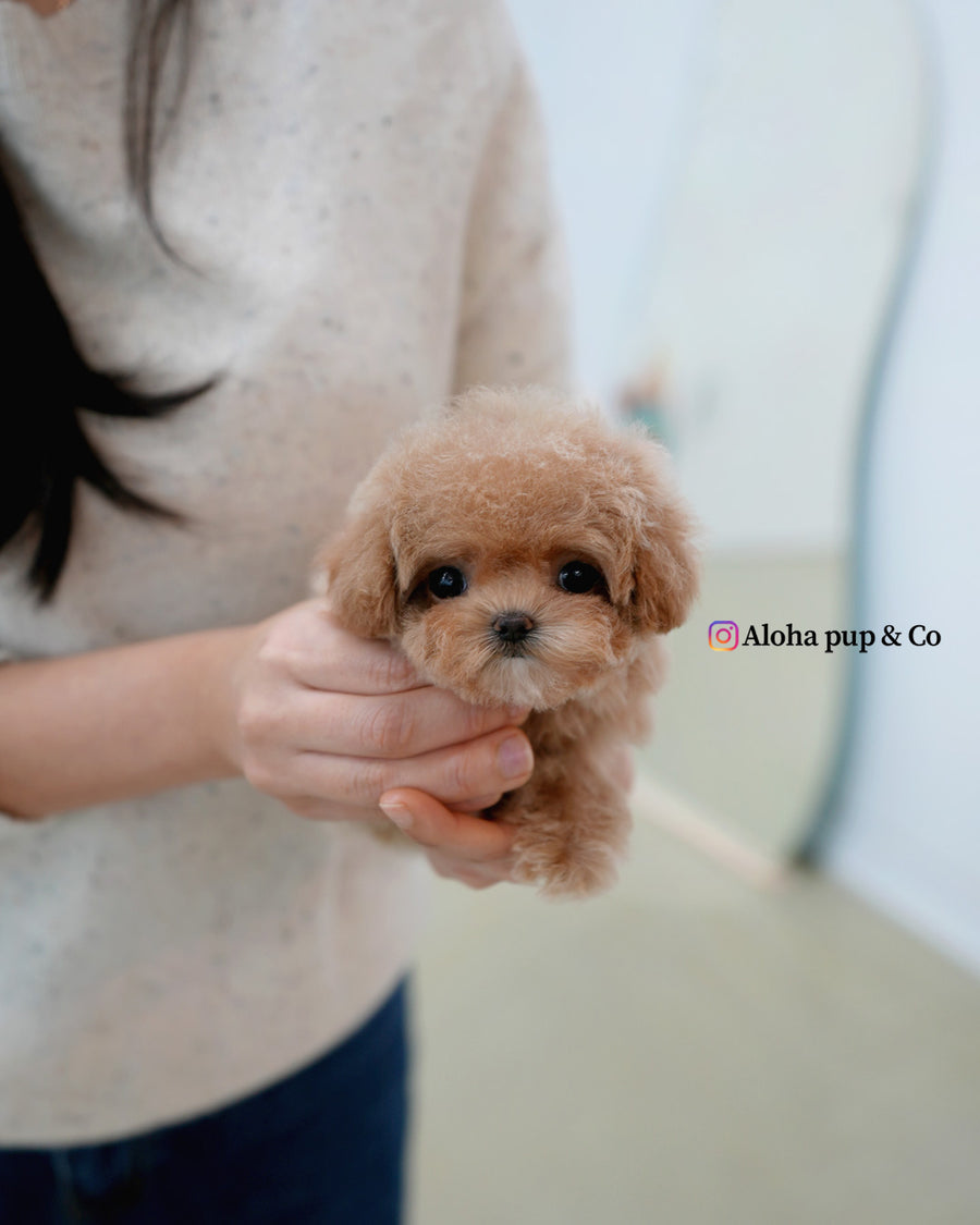 Waffle [TEACUP POODLE]