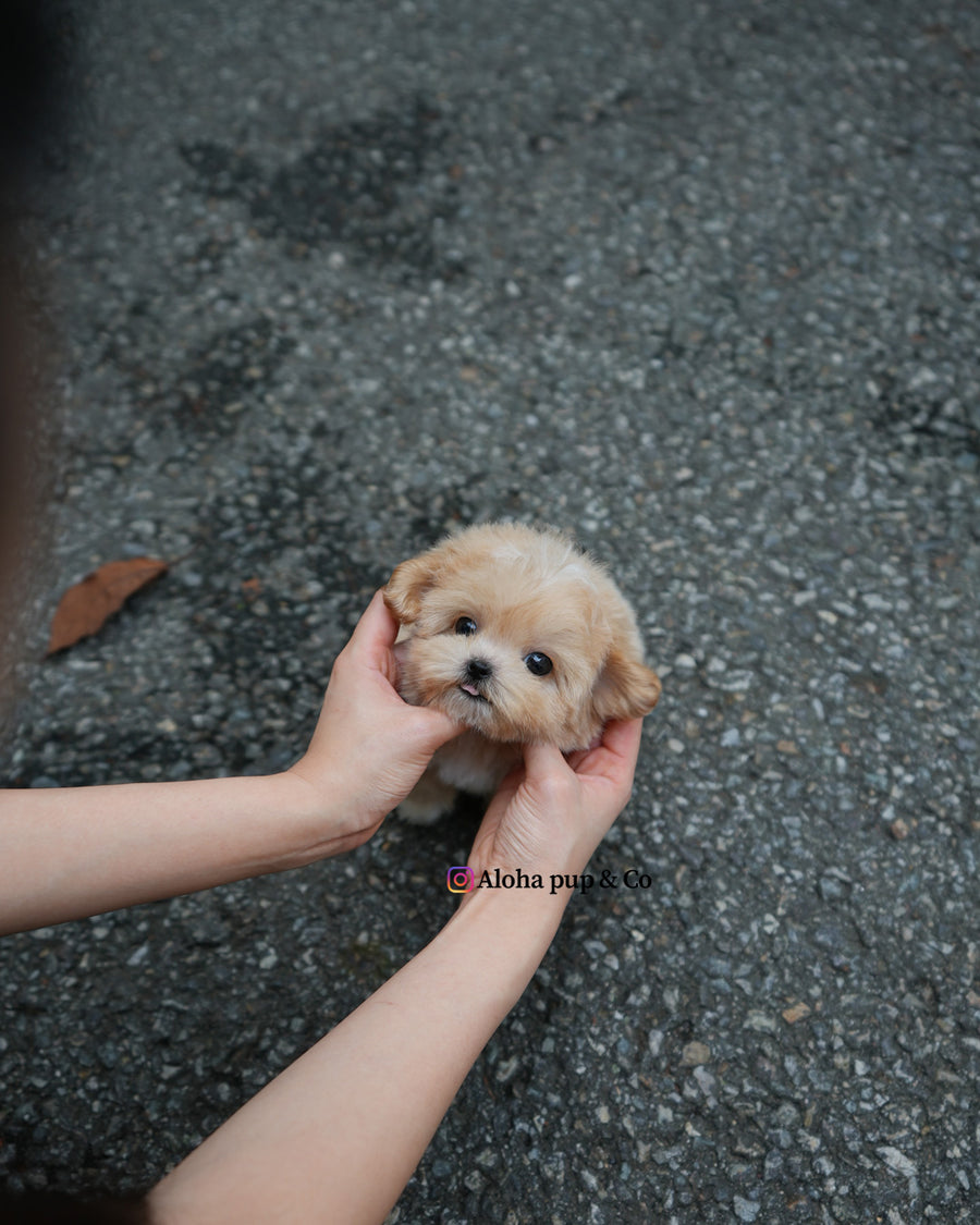Paco [TEACUP MALTIPOO]