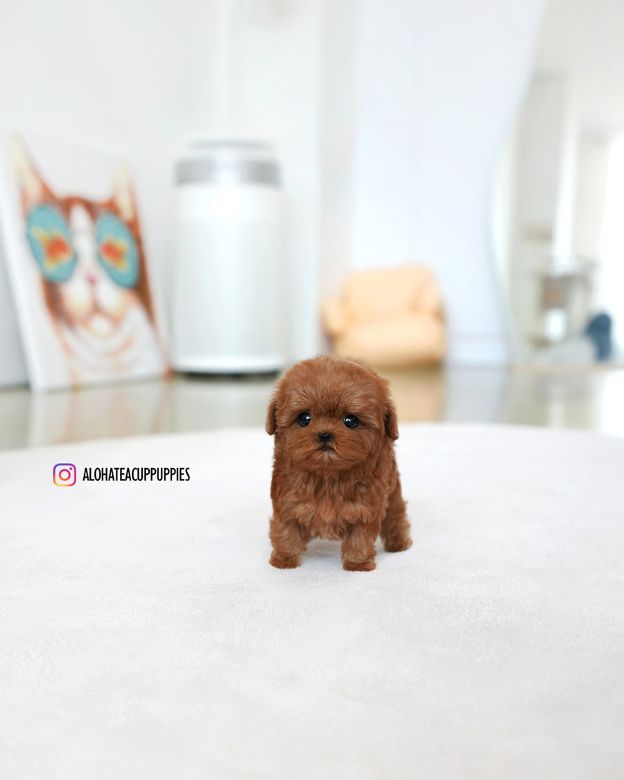 Lizzy [TEACUP MALTIPOO]