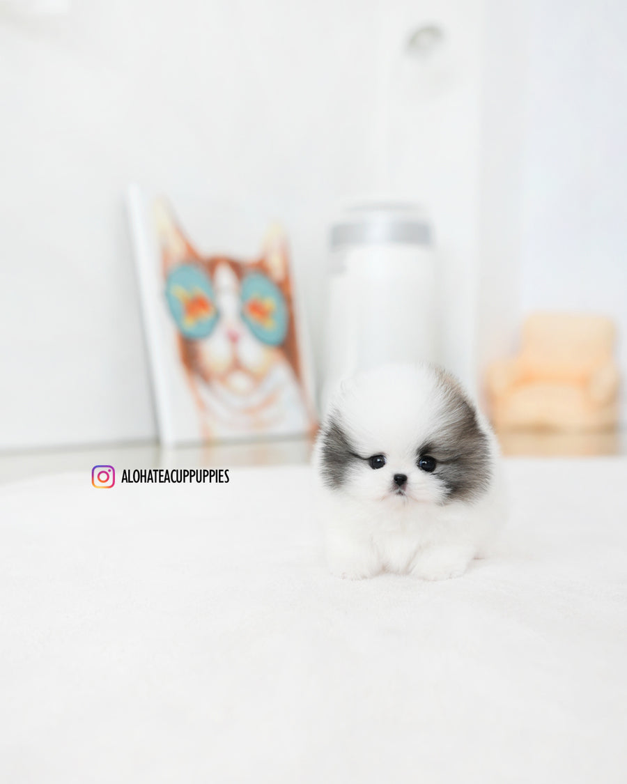 Lanvin [TEACUP POMERANIAN]