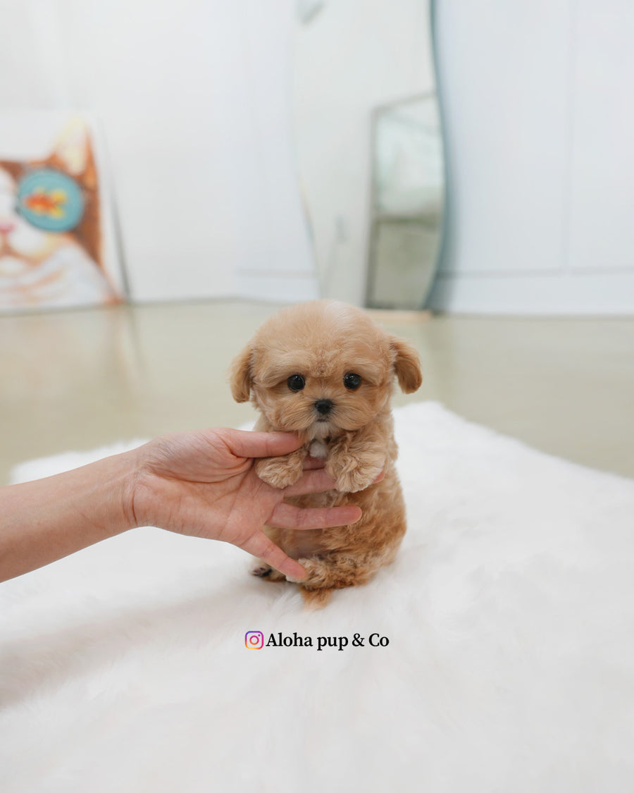 Isaac [TEACUP MALTIPOO]